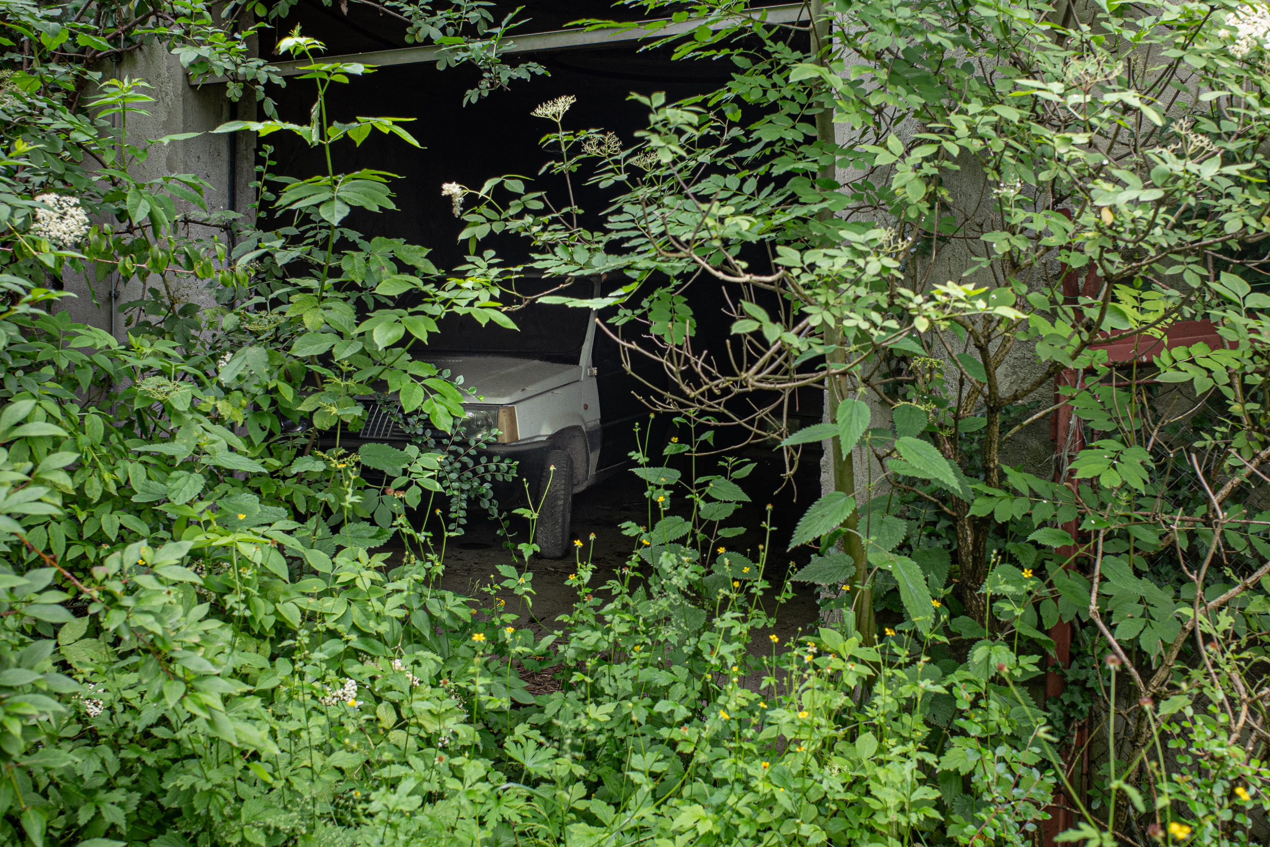 Hinter Holunder und Brennnesseln steht ein alter Fiat Panda in der Garage